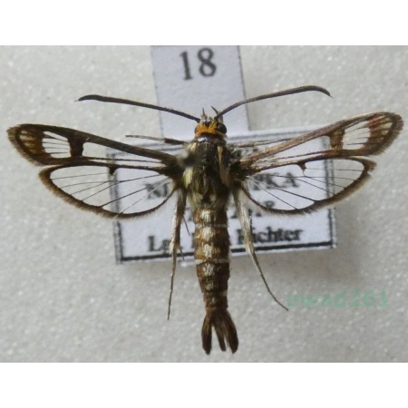 Pyropteron triannuliformis (Freyer, 1843) Przeziernik szczawiowy Slovakia18